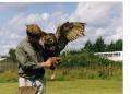 Suffolk Owl Sanctuary image 3