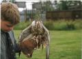 Suffolk Owl Sanctuary image 6