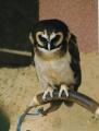 Suffolk Owl Sanctuary image 7