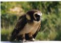 Suffolk Owl Sanctuary image 9