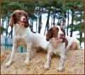 TAYLENE SPANIELS image 1