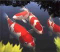 THE KOI SHOP ( ponds specialists) image 4