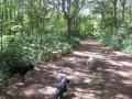 TOP DOGGIES..Dog Walking, Doggy day care, dog sitting service image 2