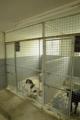 Tawnyhill Kennels image 3