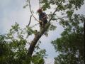 Taylor & Rhodes Tree Services - Tree Surgery image 4