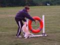 The Altrincham and District Dog Training Society image 3