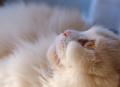 The Cats Whiskers - Luxury Feline Holiday Retreat image 1