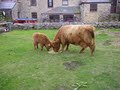 The Cornish Cyder Farm image 1