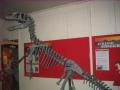 The Dinosaur Museum image 3