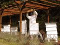 The Hive Honey Shop image 2