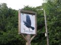 The Jackdaw image 8