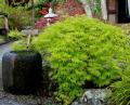 The Japanese Garden and Bonsai Nursery image 3