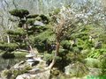 The Japanese Garden and Bonsai Nursery image 7