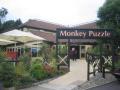 The Monkey Puzzle image 2