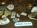 The Old Operating Theatre Museum image 5
