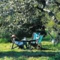 The Orchard Tea Gardens image 7
