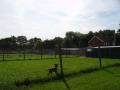 The Paddocks Boarding Kennels and Cattery image 3