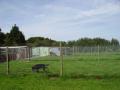 The Paddocks Boarding Kennels and Cattery image 4