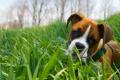 The Surrey Pet Care Company - Dog Walking , Dog Boarding, House Sitting image 3