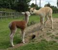 The Toft Alpaca Shop image 1