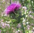 Thistle Swindon image 2