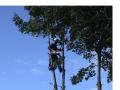 Tree Canopy Climb image 2