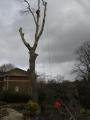 Tree Trimmers - tree.trimmers@blueyonder.co.uk image 1