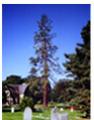Tree Work Ipswich. Tree Work Ipswich and Ipswich Tree Surgeon image 1