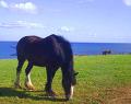 Treloan Coastal Holidays image 2