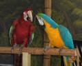 Tropical Wings Zoo image 6