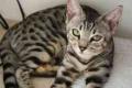 TwilightBengals - Bengal Cat Breeders and Bengal Kittens in Dorset image 2