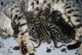 TwilightBengals - Bengal Cat Breeders and Bengal Kittens in Dorset image 3