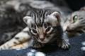 TwilightBengals - Bengal Cat Breeders and Bengal Kittens in Dorset image 4
