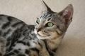 TwilightBengals - Bengal Cat Breeders and Bengal Kittens in Dorset image 6