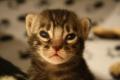 TwilightBengals - Bengal Cat Breeders and Bengal Kittens in Dorset image 7