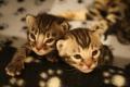TwilightBengals - Bengal Cat Breeders and Bengal Kittens in Dorset image 8