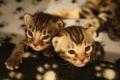 TwilightBengals - Bengal Cat Breeders and Bengal Kittens in Dorset image 8