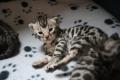 TwilightBengals - Bengal Cat Breeders and Bengal Kittens in Dorset image 9