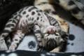 TwilightBengals - Bengal Cat Breeders and Bengal Kittens in Dorset image 10