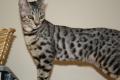TwilightBengals - Bengal Cat Breeders and Bengal Kittens in Dorset image 1