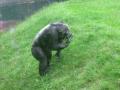 Twycross Zoo image 2