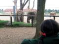 Twycross Zoo image 4