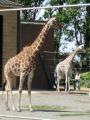 Twycross Zoo image 5