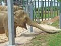 Twycross Zoo image 6