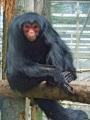 Twycross Zoo image 7