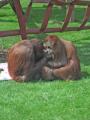 Twycross Zoo image 9
