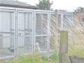 Uplands Farm Boarding Kennels & Cattery image 2