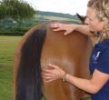 Veterinary Physiotherapy image 2