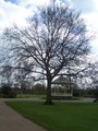 Vivary Park image 2
