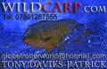 WILD CARP image 1